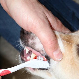 Beaphar Dog-A-Dent Zahnbürste für Hunde, doppelseitig, ca. 23  cm